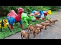 Sapi, Gajah, Kerbau, Domba, Kuda, Unta Melahirkan |  Sapi Mandi Lumpur