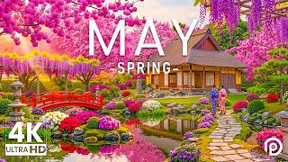 May Bloom 4K – The Calm of Spring 2026 🌸 Peaceful Paths, Soft Petals & Harmonious Nature screenshot 3