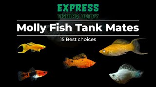 15 BEST TANKMATES FOR MOLLY FISH