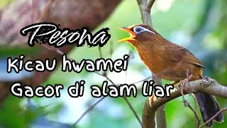 Burung Hwamei gacor di alam Liar | Suara asli hwamei