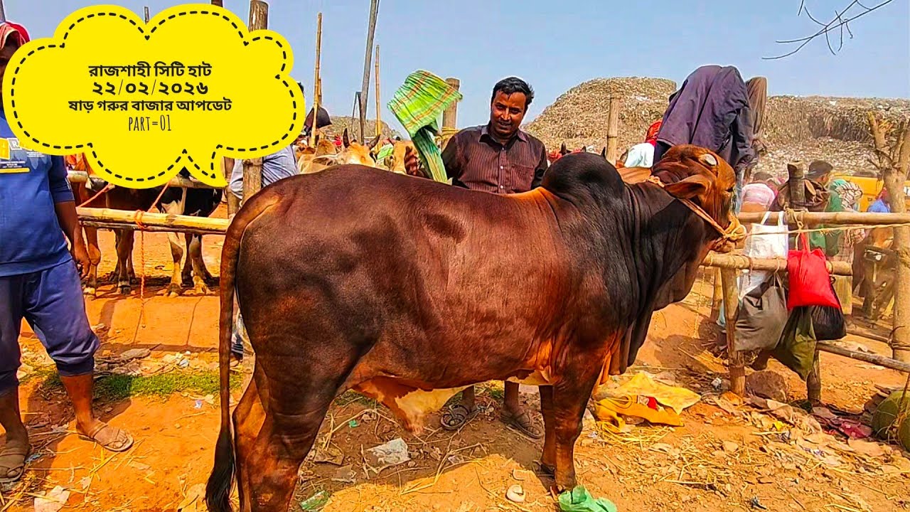 রাজশাহী সিটি হাট ২২/০২/২০২৬ রবিবার ষাড় গরুর বাজার আপডেট part=01