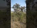 #comedy #funny #long drive