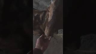 numnum numnum#comedy #trendingsong #viralvideo #viral #funny #goat #live
