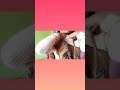 Amazing winter saree styling#shorts #youtubeshorts #shortvideo #viralshorts