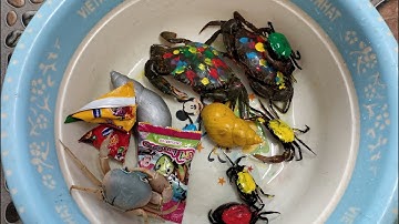 Binbotv bắt các con vật nhuộm màu trên sân con cua, con cá, con rùa, con ốc sên - Part 7