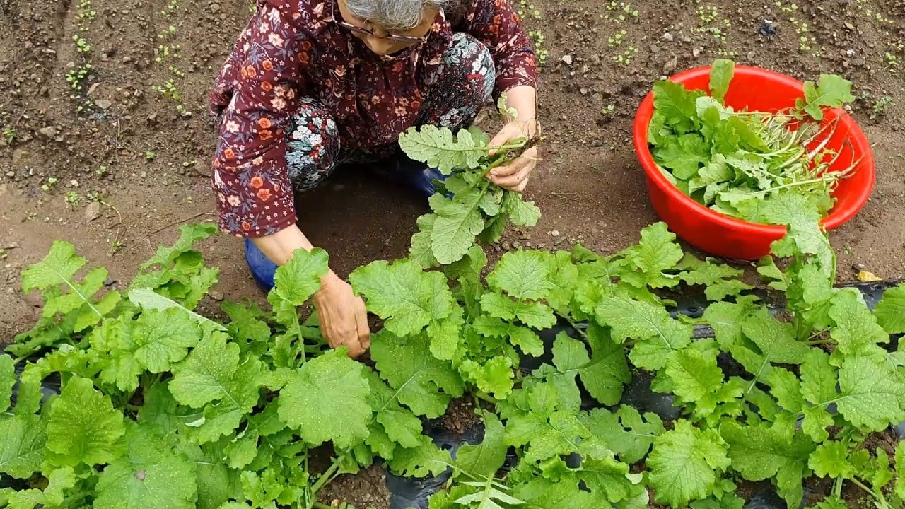 Приготовление кунжутного желе и тыквенной каши в дождливой корейской деревне