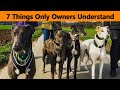 7 Things Only Greyhound Dog Owners Understand 7 Things Only Greyhound Dog Owners Understand