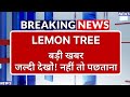 Lemon Tree Stock Latest News ⚫ Lemon Tree Stock News Today ⚫ Stock Market
