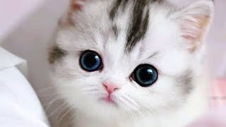 Kittens | Most Beautiful Kittens