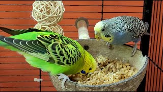 7 Hours Of Budgie Sounds For Lonely Birds