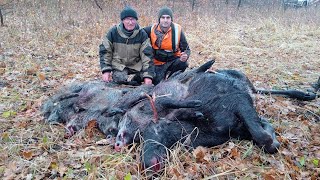 загонная охота на лося и кабана в Саратовской области 2023