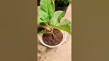 câch giâm cành cẩm tú cầu