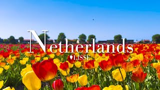 Relaxing Spring Day In Tulip Field for 2 Hours (Netherlands)