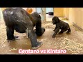 一緒に遊び始めた兄弟ゴリラ８⭐️Gorilla【京都市動物園】Gentaro and Kintaro started playing together 8