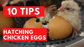 Ten Great Tips to Incubate Chicken Eggs