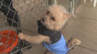 Shelters seeing older dogs surrendered, abandoned for younger pups