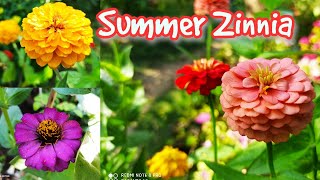 How to Grow and Care Zinnia Plant //Zinnia the Best Flower to Grow in Summer Months//Baganbilas