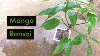 Mango Tree Bonsai