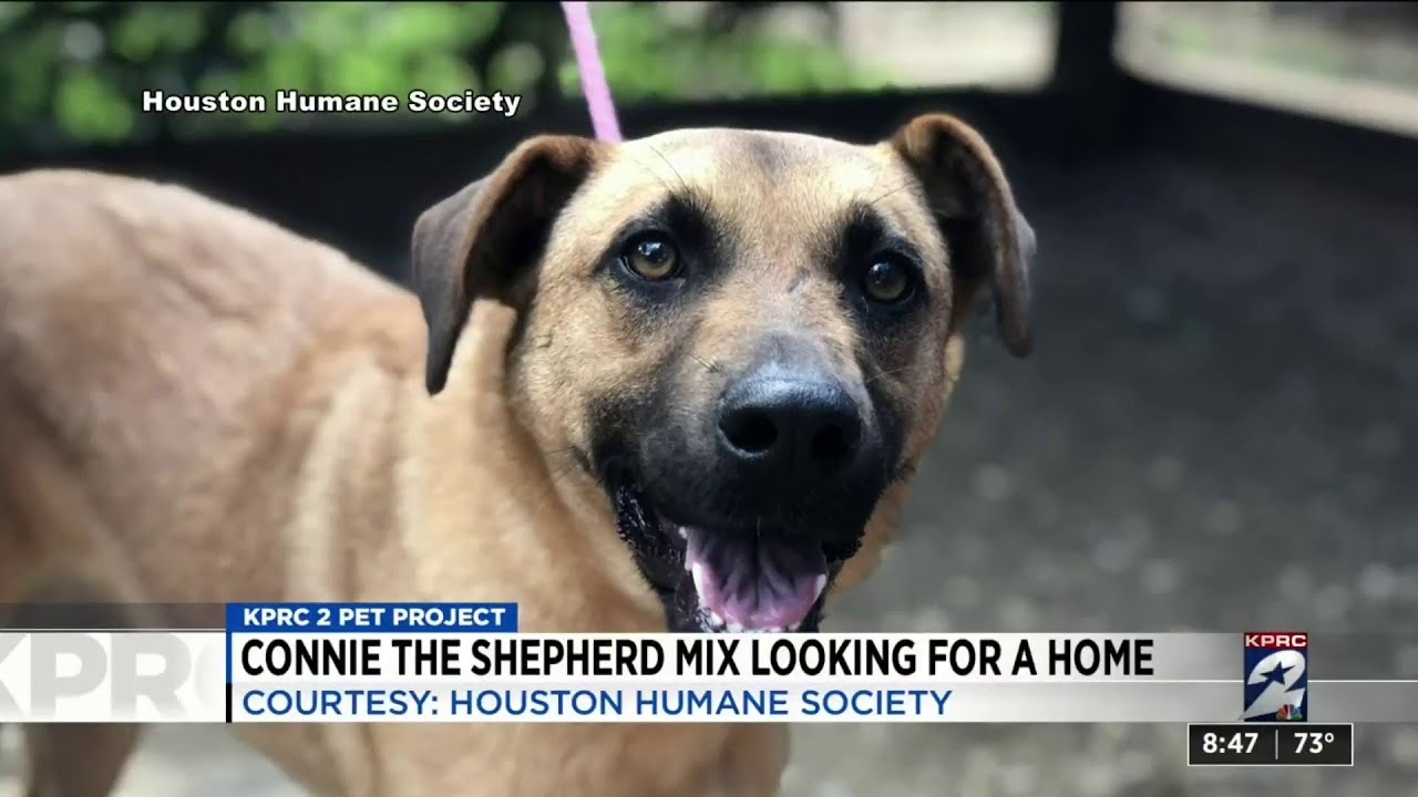 KPRC 2 Pet Project