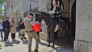 Soldier WATERING THIRSTY KING'S HORSE While King's Guard and Tourists Watch at Horse Guards London