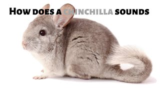 How does a chinchilla sounds