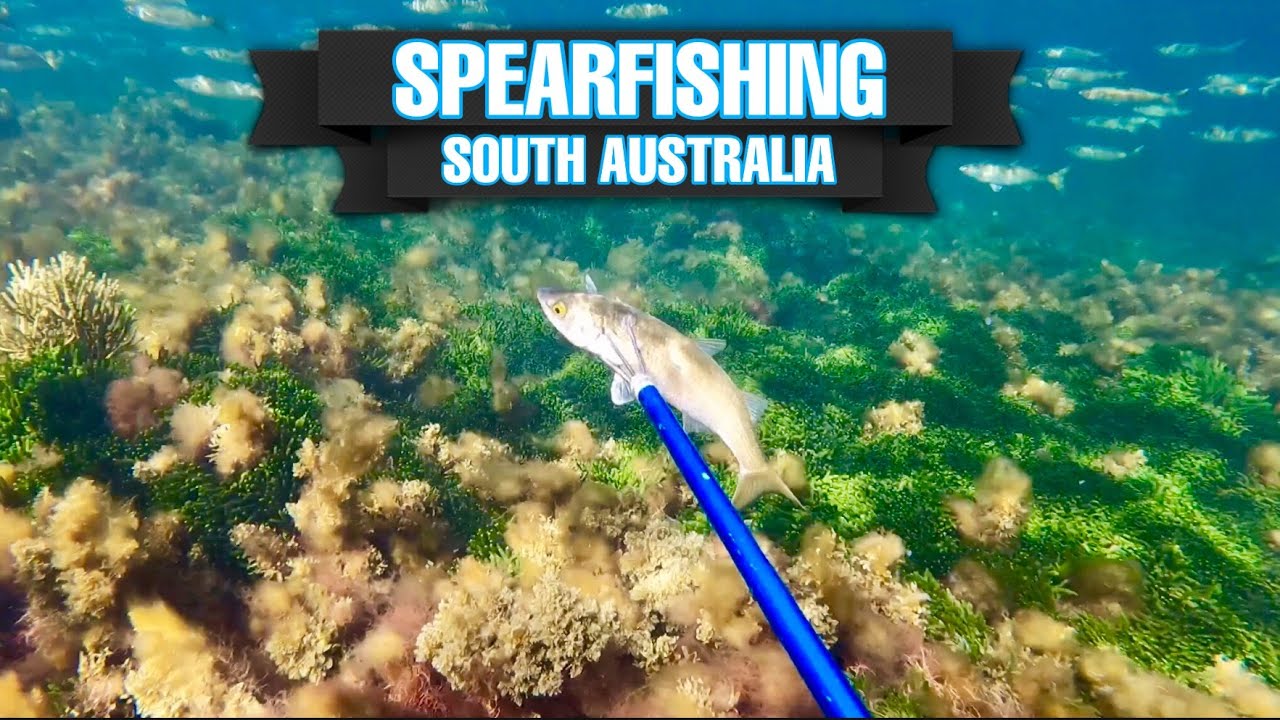 Spearfishing South Australia Wallaroo LivinOffshore [Ep.1] YouTube