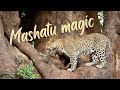 My best LEOPARD sighting EVER at Mashatu Game Reserve! | Botswana