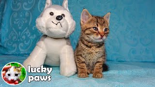 Sick And Orphan Kitten Crying And Hugging the Toy  Kitten Transformation | Kitten Sounds