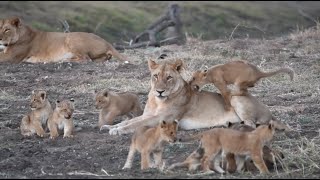 10 Lion Cubs Play in the Open | The Virtual Safari Highlights
