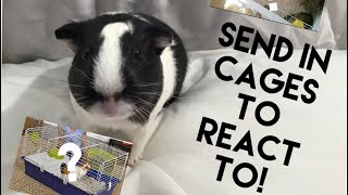 Send in YOUR guinea pig cages for me to REACT to! (50+ sub special) **CLOSED** by Wolftime plus guineapigs 136 views 3 years ago 1 minute, 10 seconds
