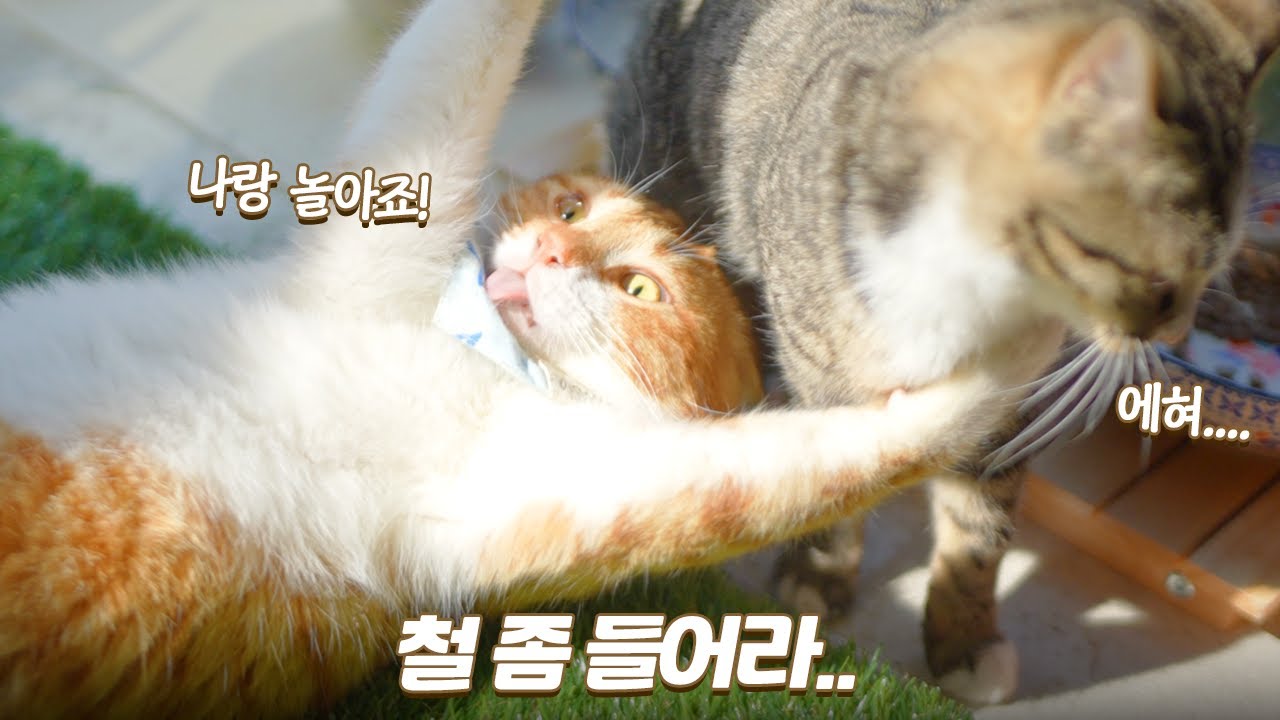 집냥이로 사는 게 제일 신난 길출신 고양이 | 차차 중성화 소식 | 쫀니와 쪼꼬미들 | 🏝️베베집사 제주살이