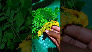 Munagaku Bajji | మునగాకు ఇలా బజ్జి చేసుకోండి మిర్చి బజ్జి కంటే రుచిగా వస్తాయి #shorts #youtubeshorts