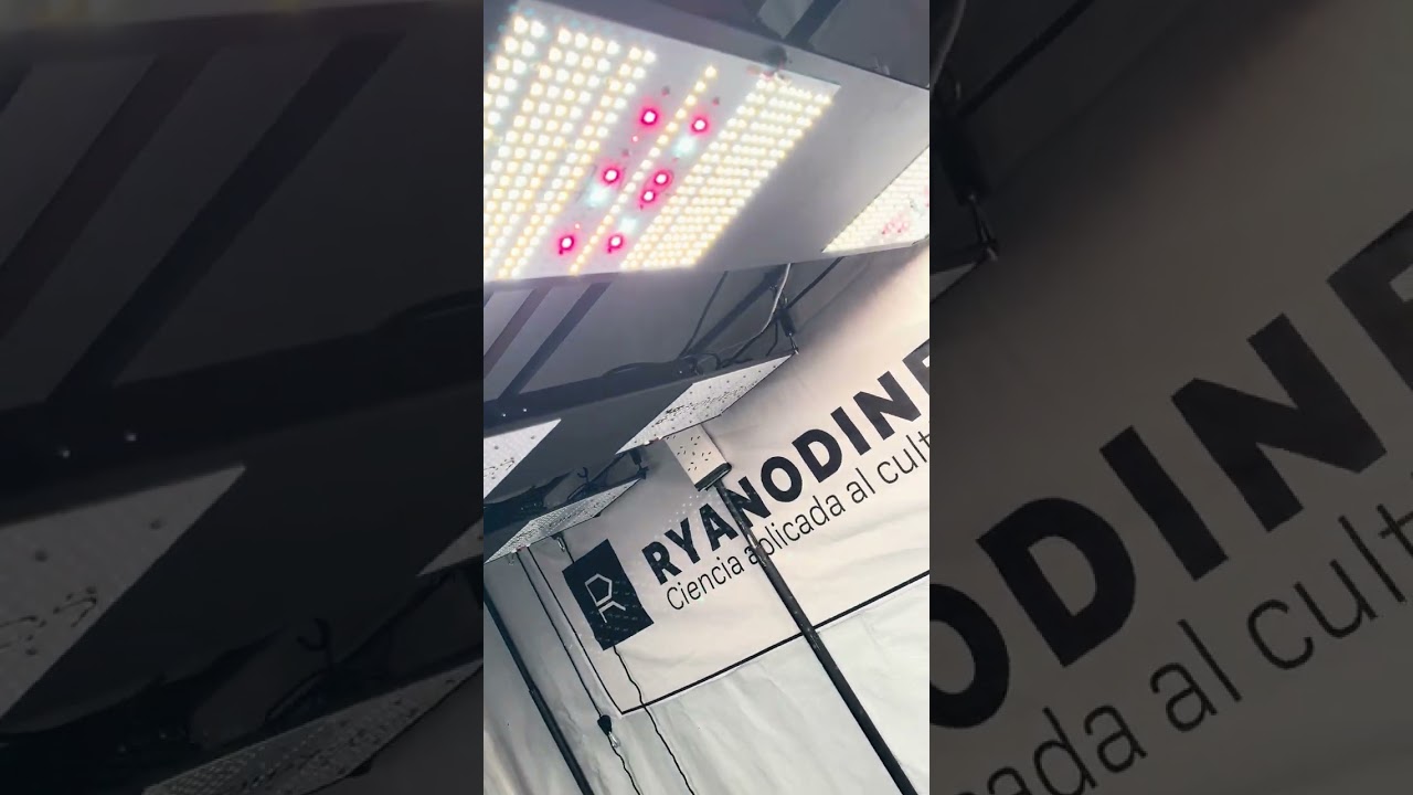 Backstages colocando los Q300 de growtech⚡️