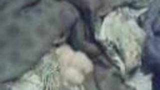Video from My Phone (Video-0010.wmv)