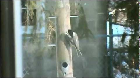 Audio Visual Catnip- February Mix