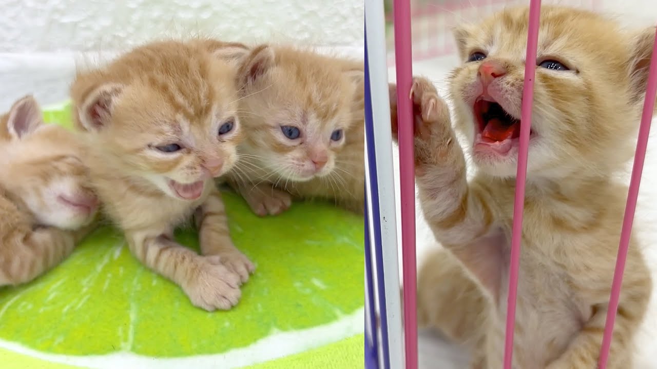 Самый маленький котенок будит своих братиков чтобы пойти покушать
