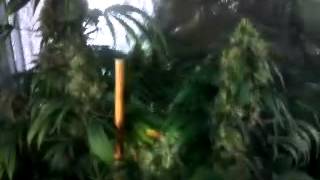 HARVEST TIME