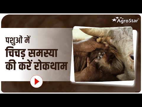 पशुओं में चिचड़ कीटों का प्रबंधन!  - पशुओं में चिचड़ कीटों का प्रबंधन! 