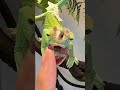 懐き度MAXのカメレオンがこちら #shorts #reptiles #ふじぴこ #chameleon