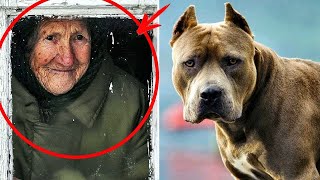 Une vieille dame a pris un pit-bull chez elle, et un an plus tard, un voisin a entendu un cri...