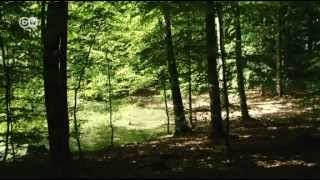 Ancient beech forests in 60 Secs | UNESCO World Heritage