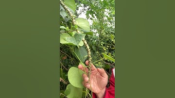 Cây Thuốc Dây Ký Ninh rất nhiều công dụng #covenduongvlogs #caycomui #bonsai #caybuttre #câythuốcquý