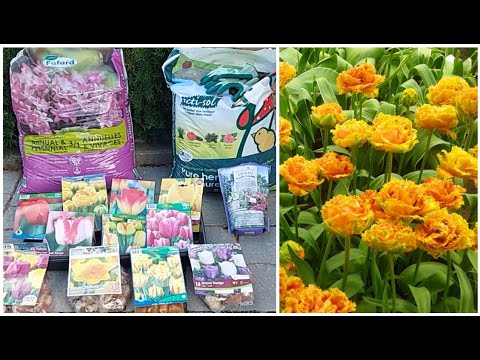 Video: Mẹo khi đào hoa thủy tiên vàng và hoa tulip
