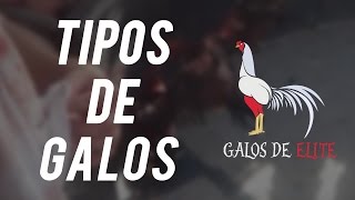 Cor Penugem De Galos De Raça