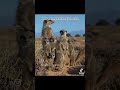 Meerkat magic moments  meerkats  suricate  suricates  the meerkat man