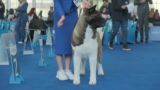 American Akita WDS 2024 Dogs