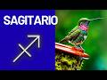 SAGITARIO DIOS TE ENVÍA ESTE AVISO🎈‼️NO TE FIES DE ALGUIEN VA A TRAICIONARTE🍀💥TE CONFIESAN SECRETO