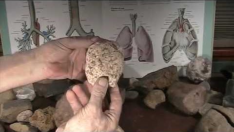 Mudfossils part 4   lungs are examined