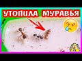 ПОТОП в Муравьиной Ферме / Что будут делать Муравьи? / Алиса Изи Петс / Alisa Easy Pets