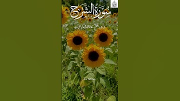 Surah Ash Sharh tarjuma | سورة الشرح | Urdu tarjuma| Quran tarjuma